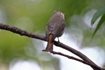 Рыжехвостая мухоловка - Muscicapa ruficauda фото-8