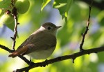 Рыжехвостая мухоловка - Muscicapa ruficauda фото-9