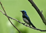 Синяя мухоловка - Cyanoptila cyanomelana фото-1
