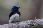 Синяя мухоловка - Cyanoptila cyanomelana фото-2