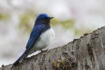 Синяя мухоловка - Cyanoptila cyanomelana фото-3