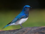 Род Синие мухоловки - Cyanoptila (Blyth, 1847)