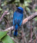 Синяя мухоловка - Cyanoptila cyanomelana фото-5