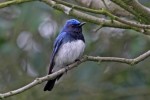 Синяя мухоловка - Cyanoptila cyanomelana фото-6