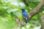 Синяя мухоловка - Cyanoptila cyanomelana фото-7