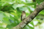 Синяя мухоловка - Cyanoptila cyanomelana фото-8