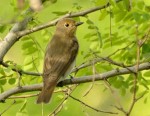 Синяя мухоловка - Cyanoptila cyanomelana фото-9