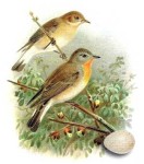 Малая мухоловка - Ficedula parva рисунок-6