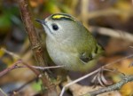 Желтоголовый королек - Regulus regulus фото-1