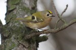 Желтоголовый королек - Regulus regulus фото-3