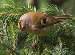 Желтоголовый королек - Regulus regulus фото-4
