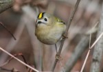 Желтоголовый королек - Regulus regulus фото-5