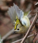 Желтоголовый королек - Regulus regulus фото-7