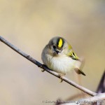 Желтоголовый королек - Regulus regulus фото-9