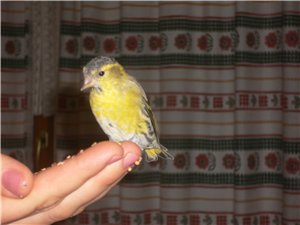 Обдержка (адаптация) свежепойманных диких птиц