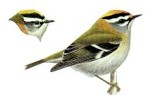 Красноголовый королек фото-5