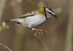 Красноголовый королек - Regulus ignicapilla фото-1