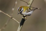 Красноголовый королек - Regulus ignicapilla фото-10