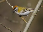 Красноголовый королек - Regulus ignicapilla фото-11