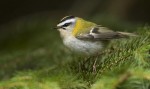 Красноголовый королек - Regulus ignicapilla фото-12