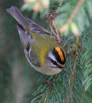 Красноголовый королек - Regulus ignicapilla фото-14