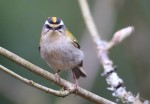 Красноголовый королек - Regulus ignicapilla фото-17