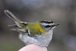 Красноголовый королек - Regulus ignicapilla фото-19