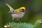 Красноголовый королек - Regulus ignicapilla фото-20