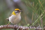 Красноголовый королек - Regulus ignicapilla фото-22