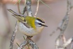 Красноголовый королек - Regulus ignicapilla фото-23