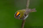 Красноголовый королек - Regulus ignicapilla фото-24