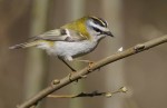 Красноголовый королек - Regulus ignicapilla фото-3