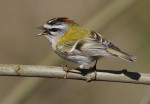 Красноголовый королек - Regulus ignicapilla фото-4