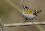 Красноголовый королек - Regulus ignicapilla фото-8