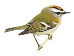 Красноголовый королек - Regulus ignicapilla рисунок-7