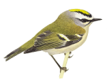 Красноголовый королек - Regulus ignicapilla рисунок-8