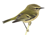 Красноголовый королек - Regulus ignicapilla рисунок-9