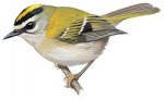 Красноголовый королек - Regulus ignicapilla рисунок-2