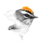 Красноголовый королек - Regulus ignicapilla рисунок-4
