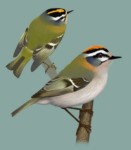 Красноголовый королек - Regulus ignicapilla рисунок-6