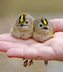 Желтоголовый королек фото-4