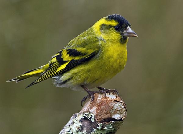 Прижизненное определение возраста чижей Carduelis spinus