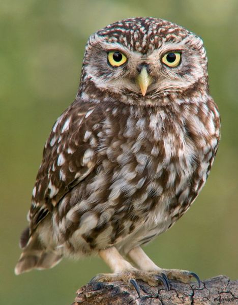 Птицы России и сопредельных стран: домовый сыч Athene noctua