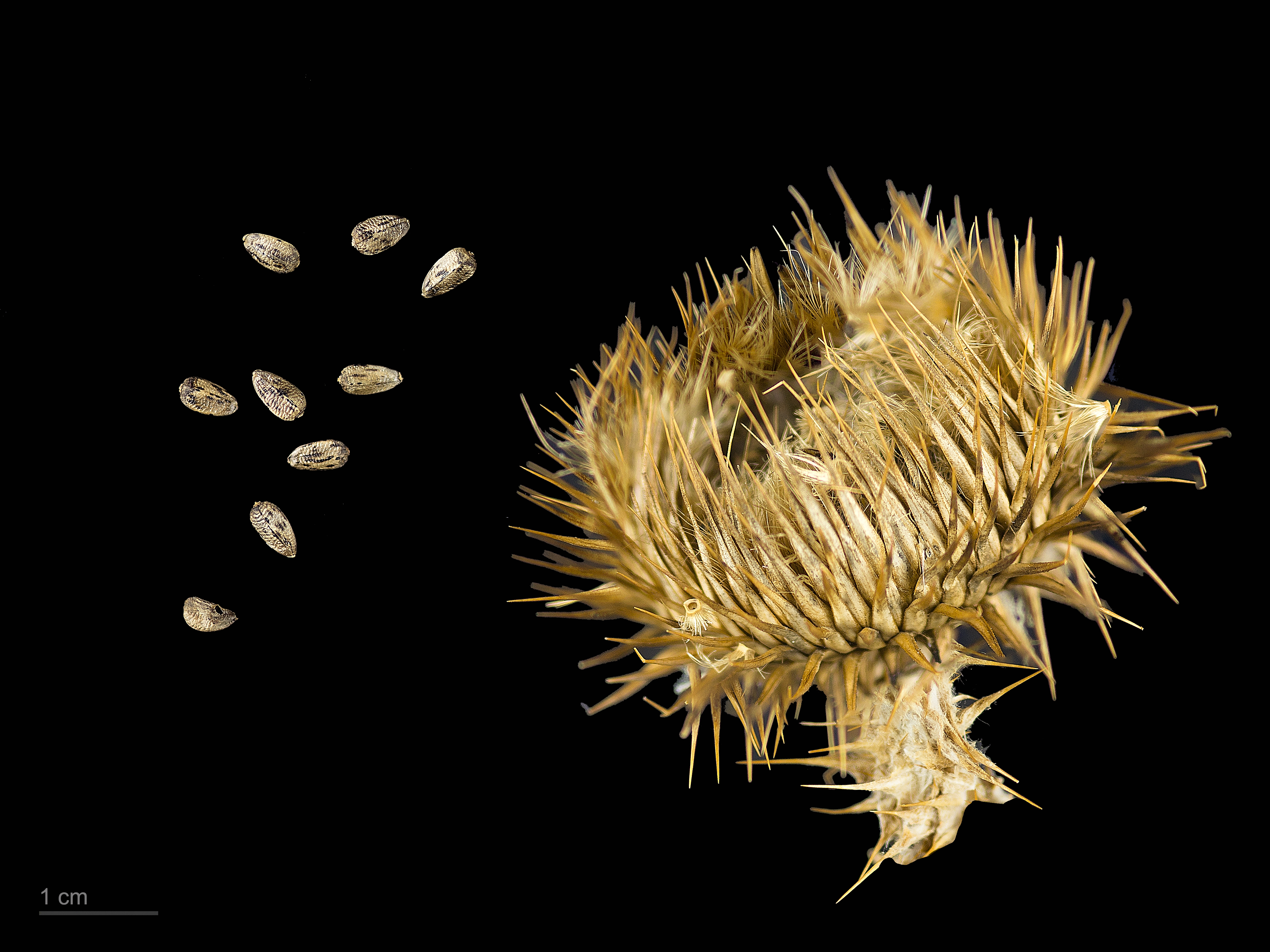Татарник колючий (Onopоrdum acаnthium)