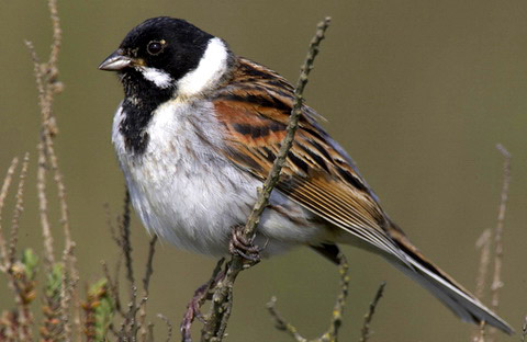 О функциональном значении подвидовых признаков у тростниковой овсянки Emberiza schoeniclus