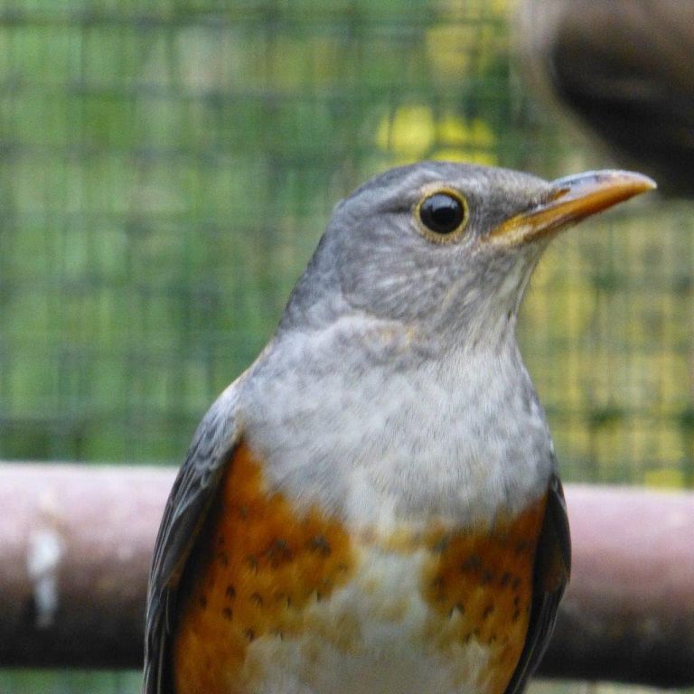 Материалы к изучению сизого дрозда Turdus hortulorum в Приморском крае