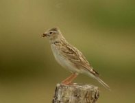 Солончаковый жаворонок (Alaudala cheleensis)