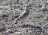 Солончаковый жаворонок (Alaudala cheleensis)