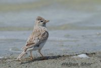 Солончаковый жаворонок (Alaudala cheleensis)