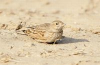 Солончаковый жаворонок (Alaudala cheleensis)